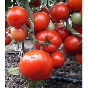 Seminte tomate Kaponet F1