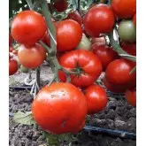 Seminte tomate Kaponet F1