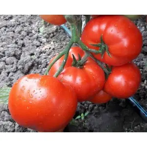 Seminte tomate Kaponet F1
