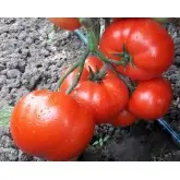 Seminte tomate Kaponet F1