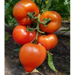 Seminte tomate Melanet F1