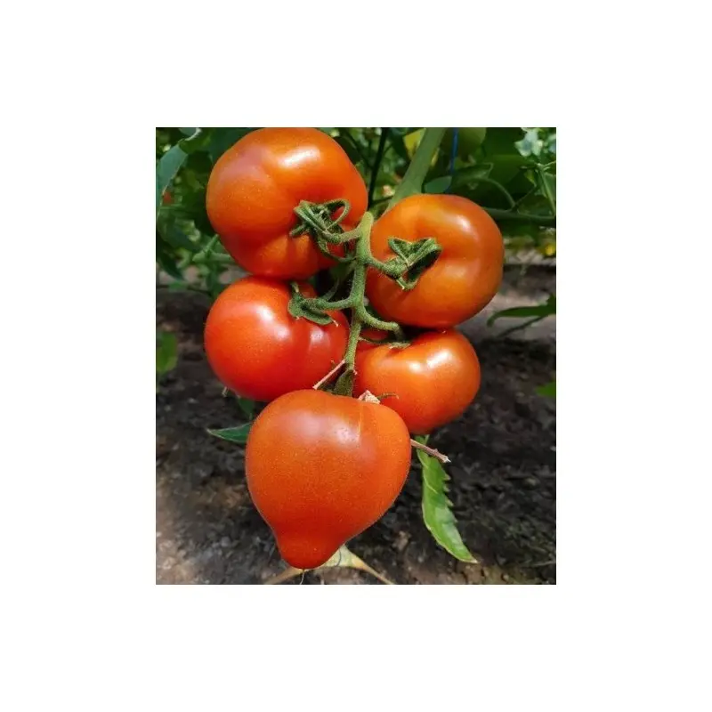 Seminte tomate Melanet F1