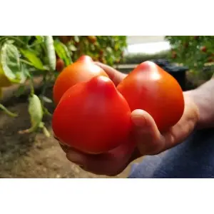 Seminte tomate Melanet F1