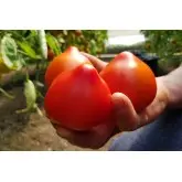 Seminte tomate Melanet F1