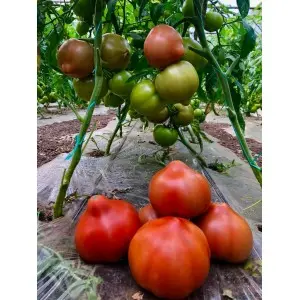 Seminte tomate Pekonet F1