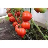 Seminte tomate Pekonet F1