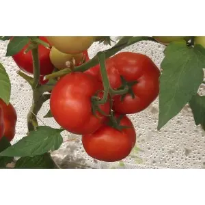 Seminte tomate Qualitet F1