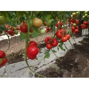 Seminte tomate Qualitet F1