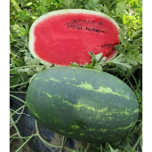Seminte pepene verde Bond F1