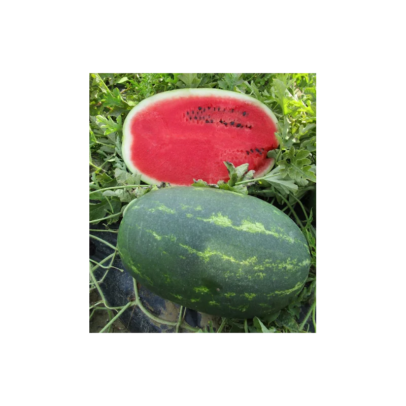 Seminte pepene verde Bond F1