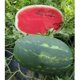 Seminte pepene verde Bond F1