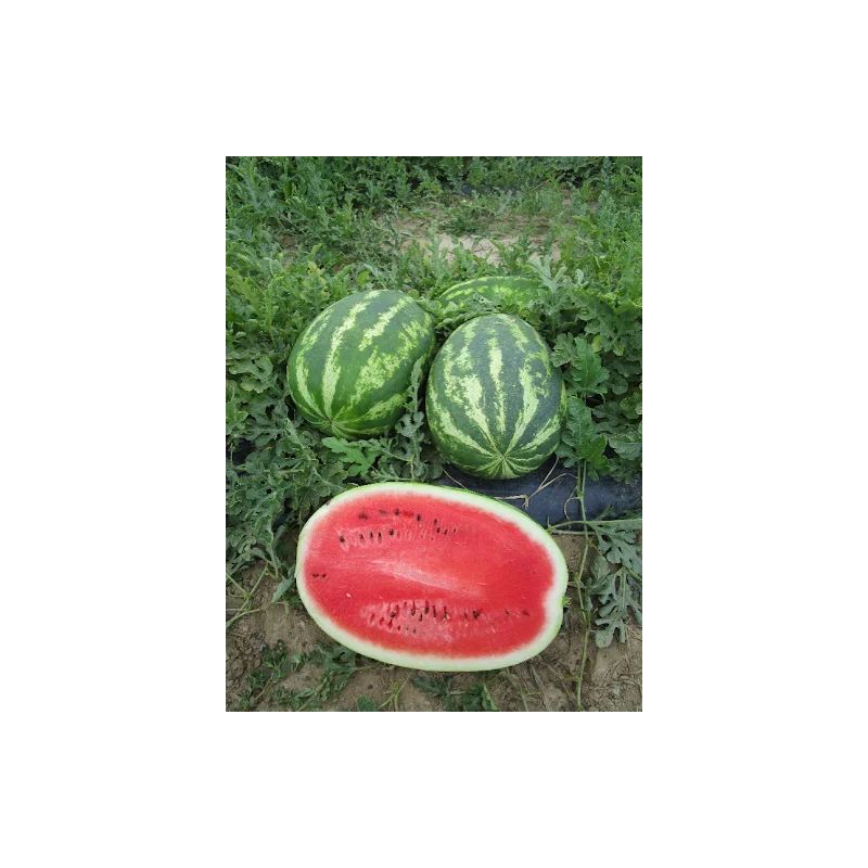 Seminte pepene verde Sunsweet F1