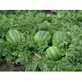 Seminte pepene verde Sunsweet F1