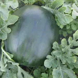 Seminte pepene verde CRX 10041 F1