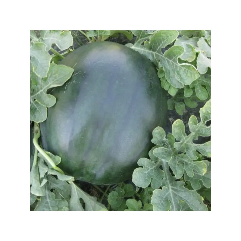 Seminte pepene verde CRX 10041 F1