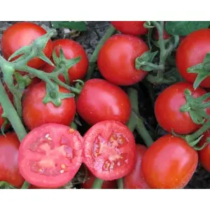 Seminte tomate Albarossa F1