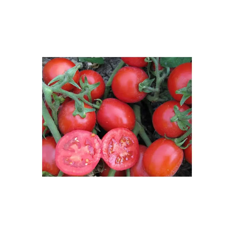 Seminte tomate Albarossa F1