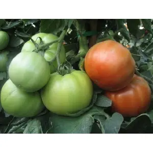 Seminte tomate Avatar F1