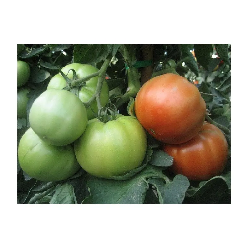 Seminte tomate Avatar F1