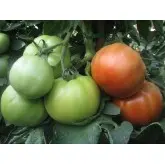 Seminte tomate Avatar F1