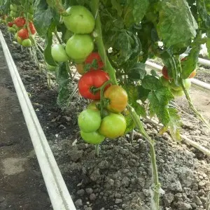 Seminte tomate Avatar F1