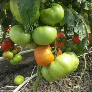 Seminte tomate Avatar F1