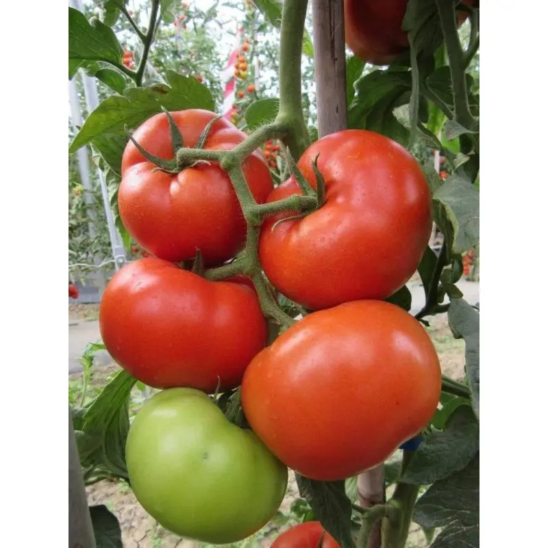 Seminte tomate Kessie F1 (CRX 78502)