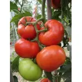 Seminte tomate Kessie F1 (CRX 78502)