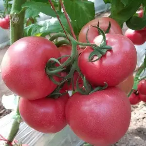 Seminte tomate Pink Wave F1
