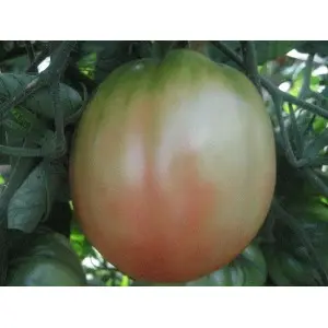 Seminte tomate Pera D'Abruzzo Seminte tomate Pera D'Abruzzo