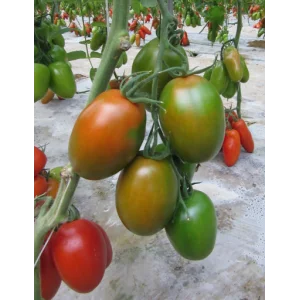 Seminte tomate Pera D'Abruzzo