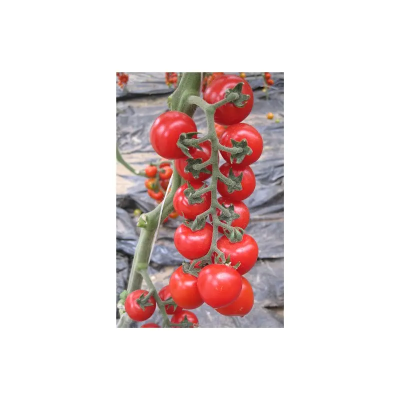 Seminte tomate cherry Sicuro CRX 75836 F1