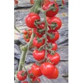 Seminte tomate cherry Sicuro CRX 75836 F1