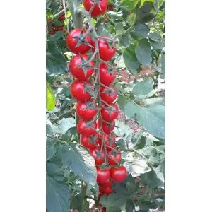 Seminte tomate cherry Sicuro CRX 75836 F1