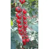 Seminte tomate cherry Sicuro CRX 75836 F1