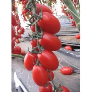 Seminte tomate Zuccherino F1