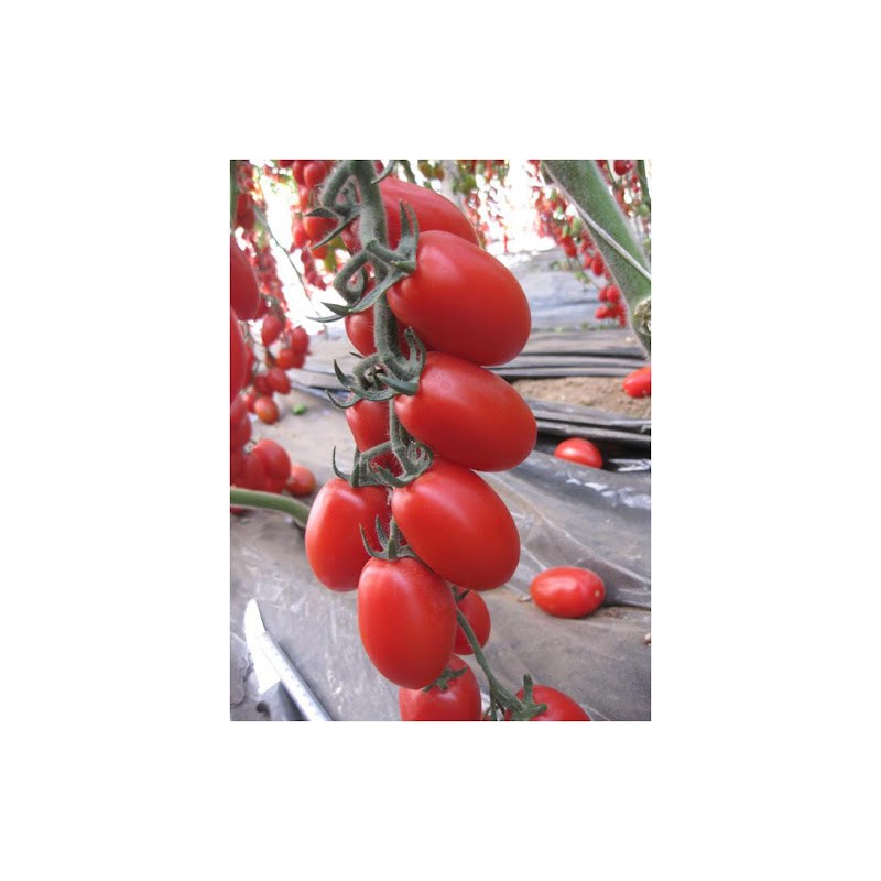 Seminte tomate Zuccherino F1
