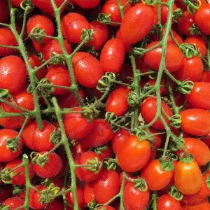 Seminte tomate Zuccherino F1