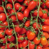 Seminte tomate Zuccherino F1