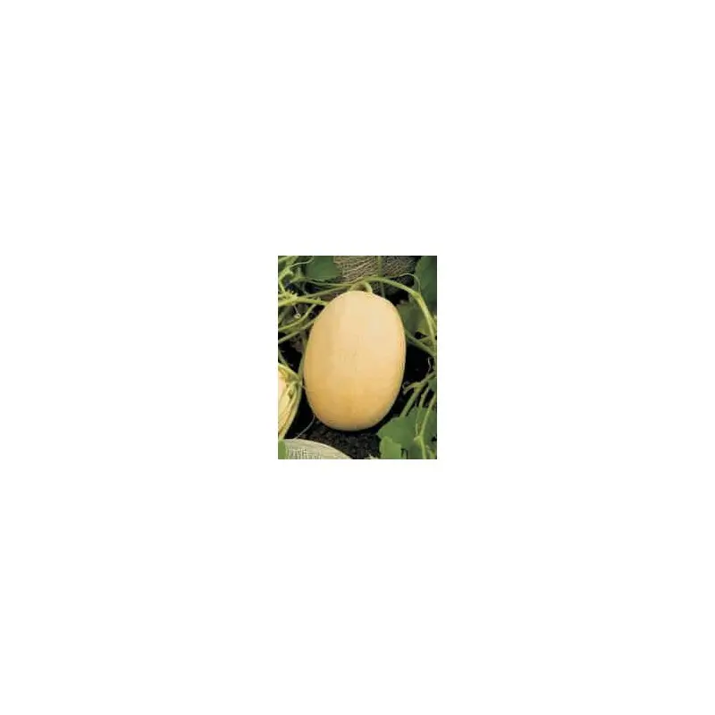Seminte pepene galben Bijour F1