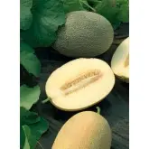 Seminte pepene galben Bijour F1