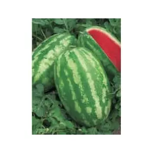 Seminte pepene verde Tadjoura F1