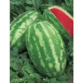 Seminte pepene verde Tadjoura F1