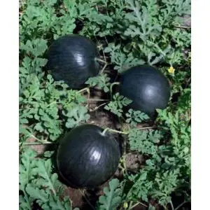 Seminte pepene verde Lusia F1