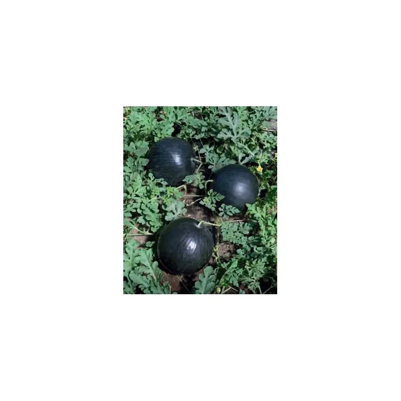 Seminte pepene verde Lusia F1