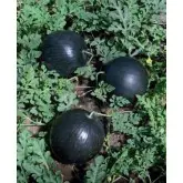 Seminte pepene verde Lusia F1