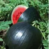 Seminte pepene verde Lusia F1