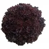 Seminte salata Bacchus (LOL 9666)
