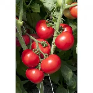 Seminte tomate Joker F1