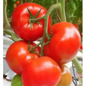 Seminte tomate Medina F1